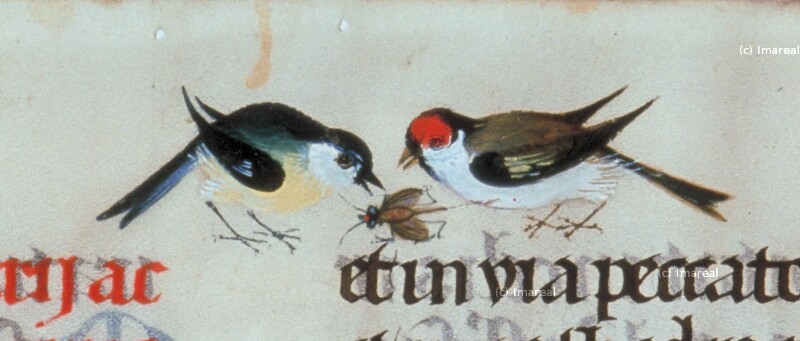 Zwei Vögel fressen Insekt